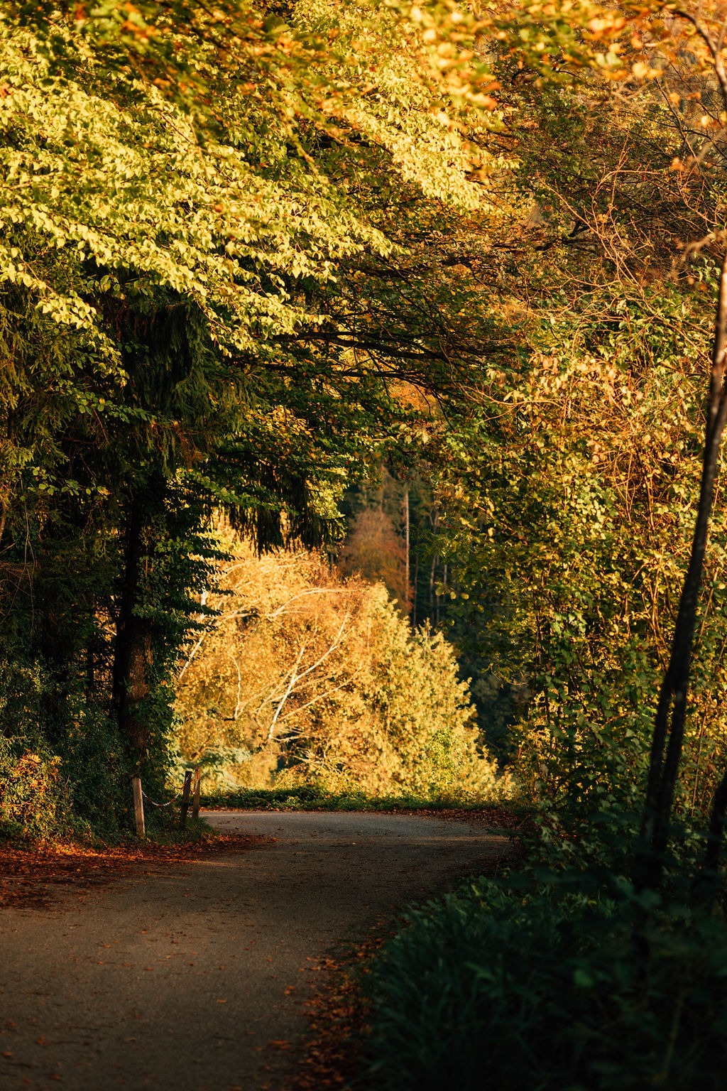 Natur rund um Arbogast